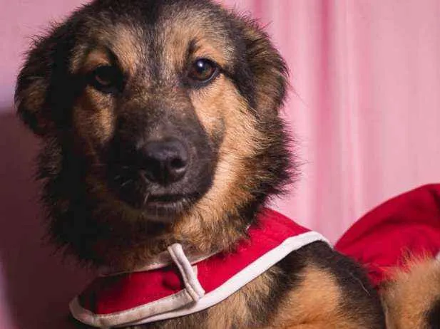Cachorro ra a  idade 2 a 6 meses nome Julia Filhote