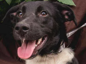 Cachorro raça  idade 7 a 11 meses nome Fábio Filhote