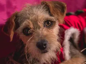 Cachorro raça  idade 1 ano nome Pérola Pequena