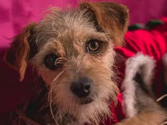 Cachorro ra a  idade 1 ano nome Pérola Pequena