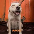 Magali Filhote