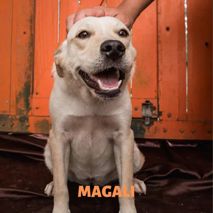 Cachorro ra a  idade 7 a 11 meses nome Magali Filhote