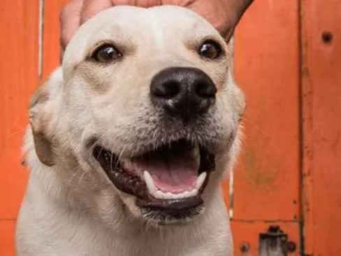 Cachorro ra a  idade 7 a 11 meses nome Magali Filhote