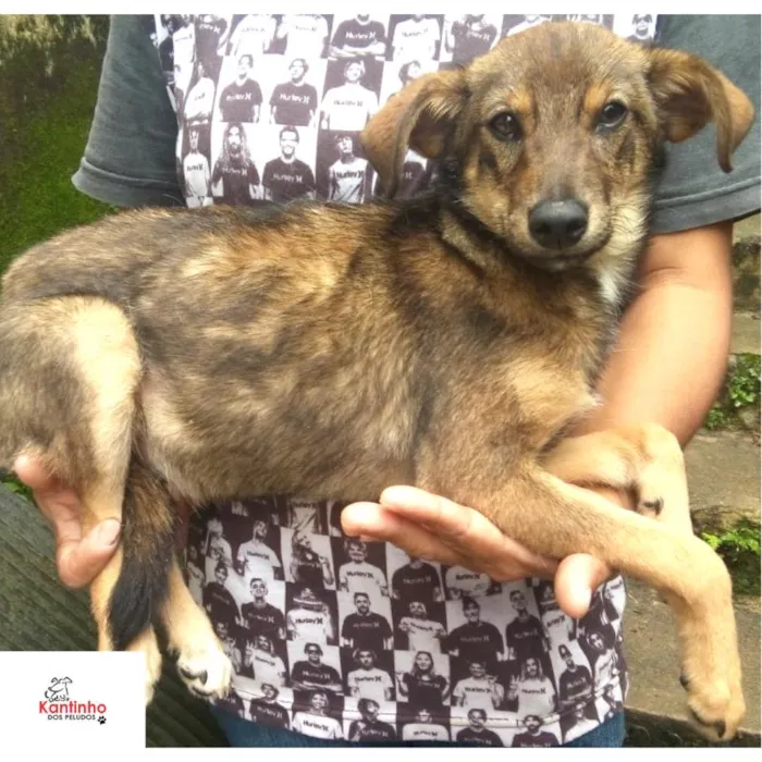 Cachorro ra a  idade 2 a 6 meses nome Miucha Filhote