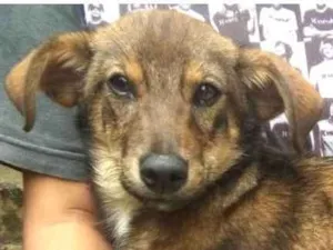 Cachorro raça  idade 2 a 6 meses nome Miucha Filhote