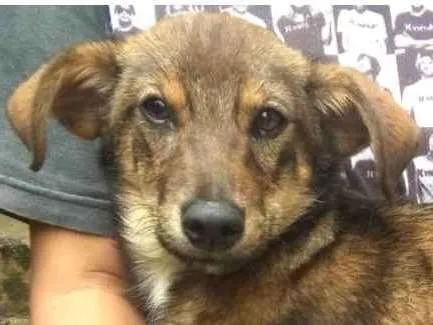 Cachorro ra a  idade 2 a 6 meses nome Miucha Filhote