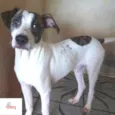 Scooby Filhote