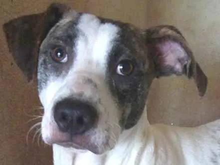 Cachorro ra a  idade 2 a 6 meses nome Scooby Filhote