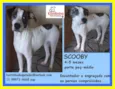 Scooby Filhote