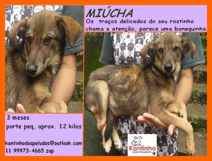 Cachorro ra a  idade 2 a 6 meses nome Miucha Filhote