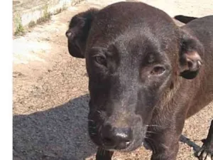Cachorro raça  idade 2 a 6 meses nome Luana Filhote