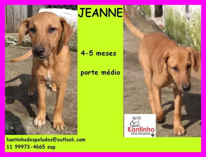 Cachorro ra a  idade 2 a 6 meses nome Jeanne Filhote