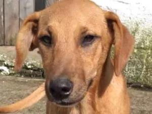 Cachorro raça  idade 2 a 6 meses nome Jeanne Filhote