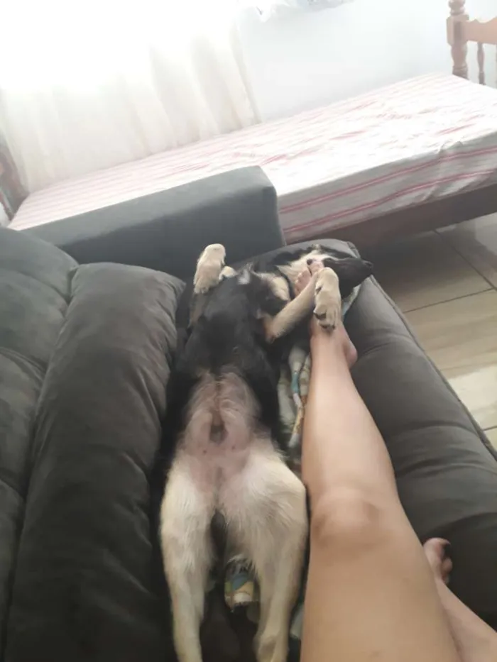 Cachorro ra a Virá lata  idade 7 a 11 meses nome Tobias 