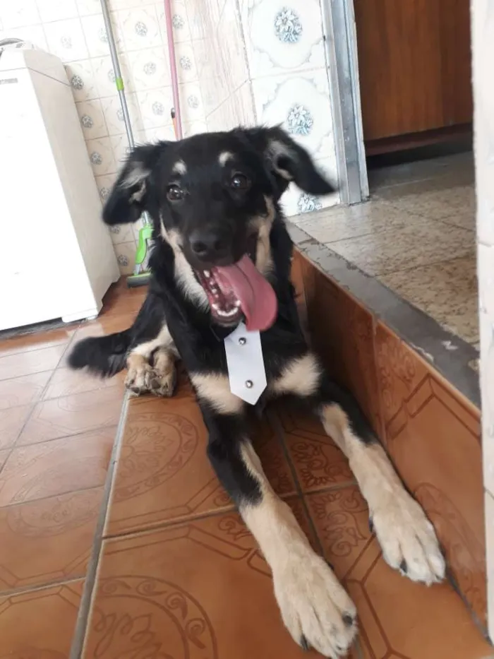 Cachorro ra a Virá lata  idade 7 a 11 meses nome Tobias 