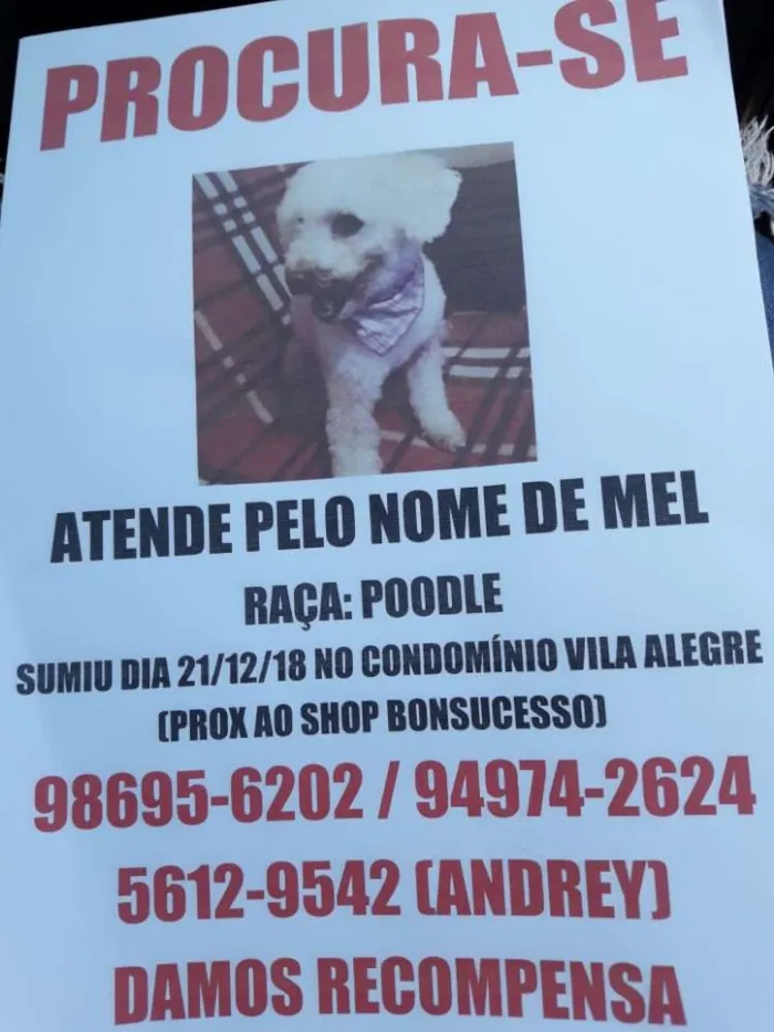 Cachorro ra a Poodle  idade 6 ou mais anos nome Mel