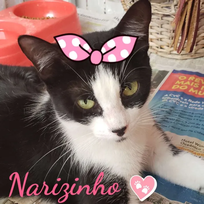 Gato ra a Srd idade 1 ano nome Narizinho 