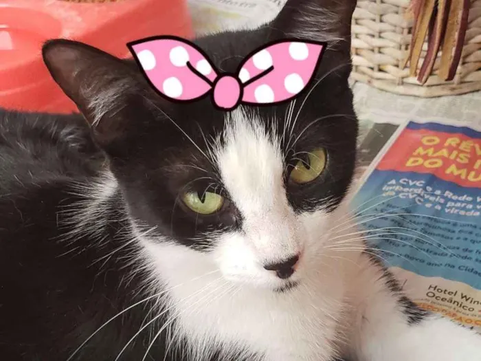 Gato ra a Srd idade 1 ano nome Narizinho 