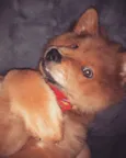 Joaquim 