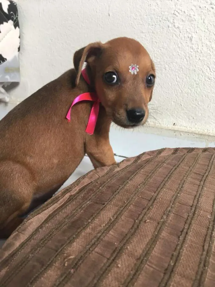 Cachorro ra a SRD idade Abaixo de 2 meses nome Meninas fofas