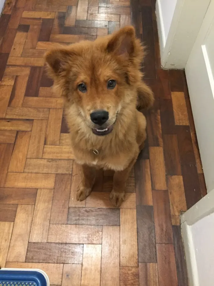 Cachorro ra a Chow Chow  idade 2 a 6 meses nome Joaquim 