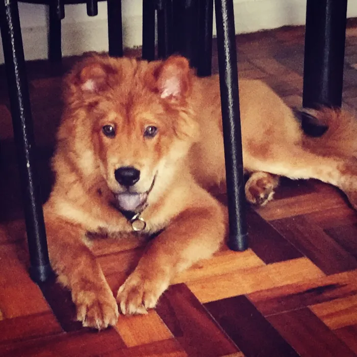 Cachorro ra a Chow Chow  idade 2 a 6 meses nome Joaquim 