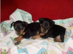Cachorro raça Pincher idade Abaixo de 2 meses nome Toquinho