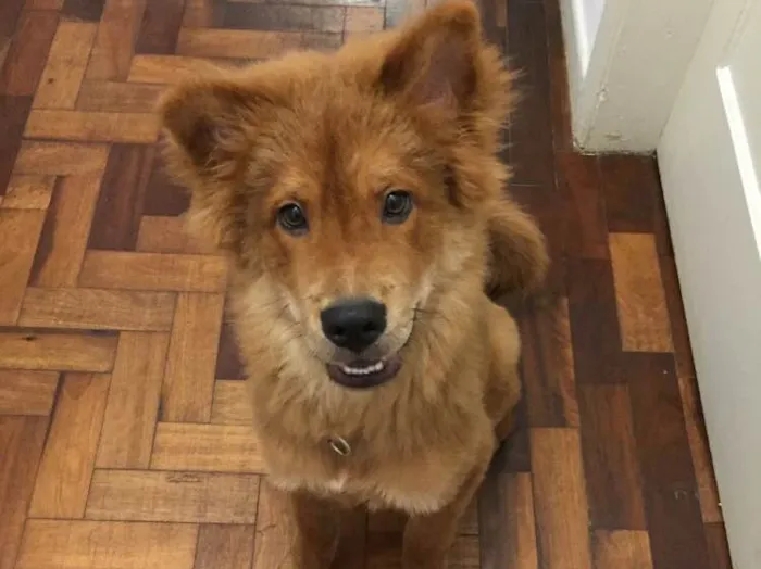 Cachorro ra a Chow Chow  idade 2 a 6 meses nome Joaquim 