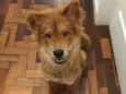 Joaquim