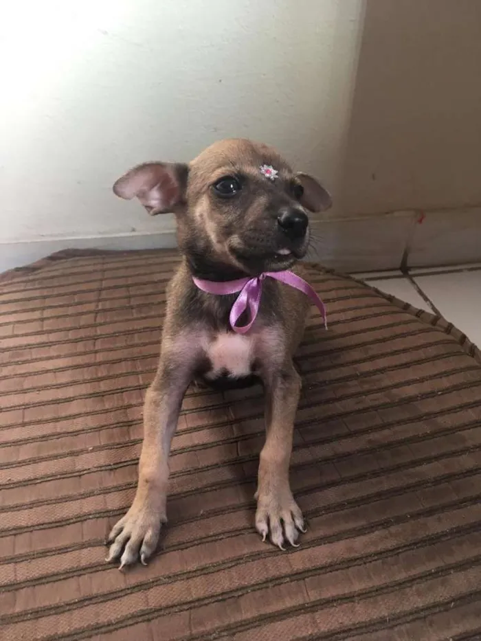 Cachorro ra a SRD idade Abaixo de 2 meses nome Meninas fofas