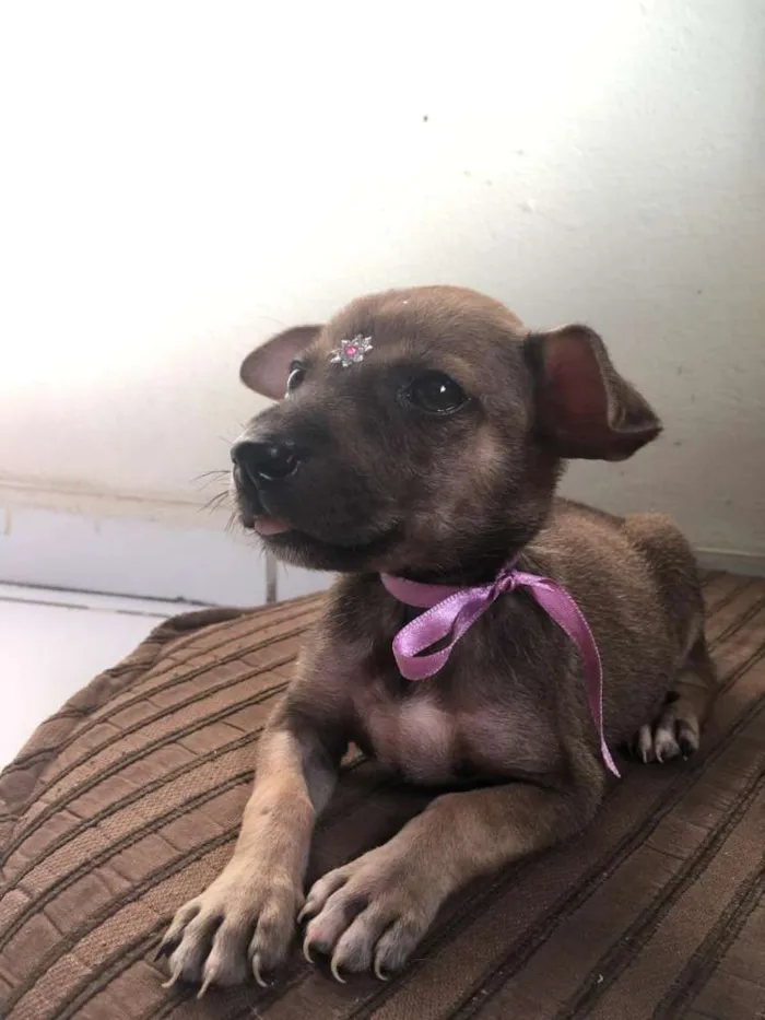 Cachorro ra a SRD idade Abaixo de 2 meses nome Meninas fofas