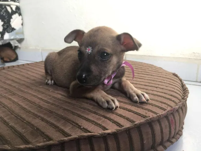 Cachorro ra a SRD idade Abaixo de 2 meses nome Meninas fofas