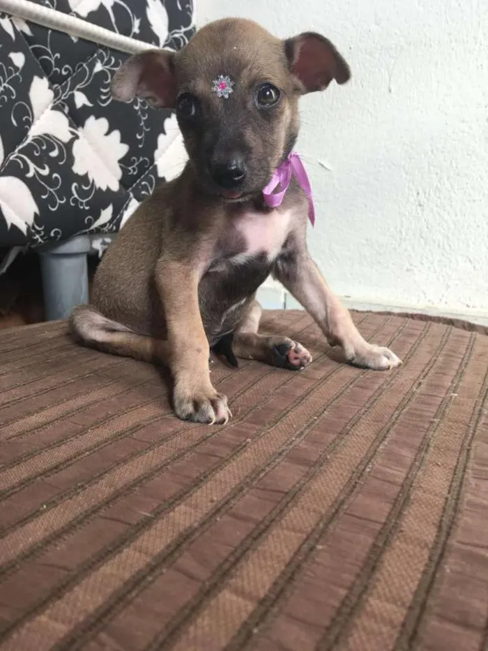 Cachorro ra a SRD idade Abaixo de 2 meses nome Meninas fofas