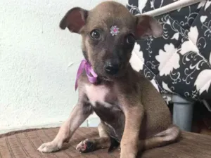 Cachorro raça SRD idade Abaixo de 2 meses nome Meninas fofas