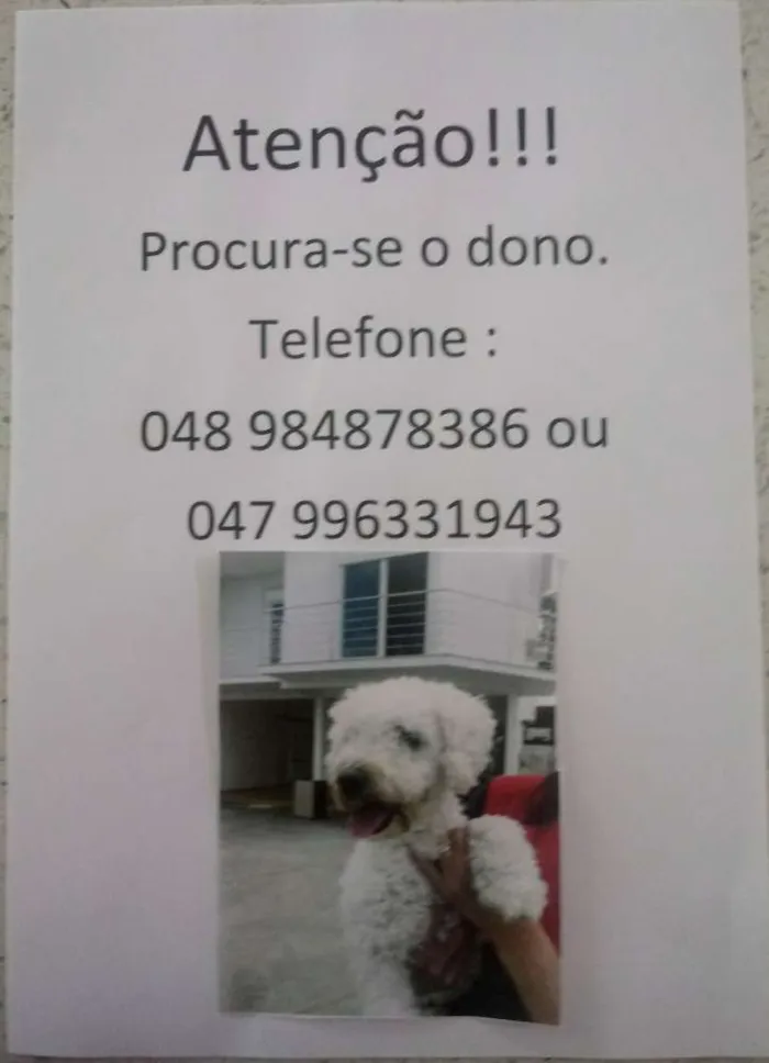 Cachorro ra a Poodle idade  nome Nao sei