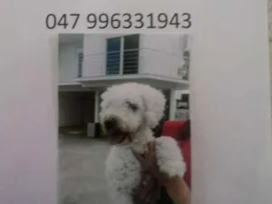 Cachorro raça Poodle idade  nome Nao sei