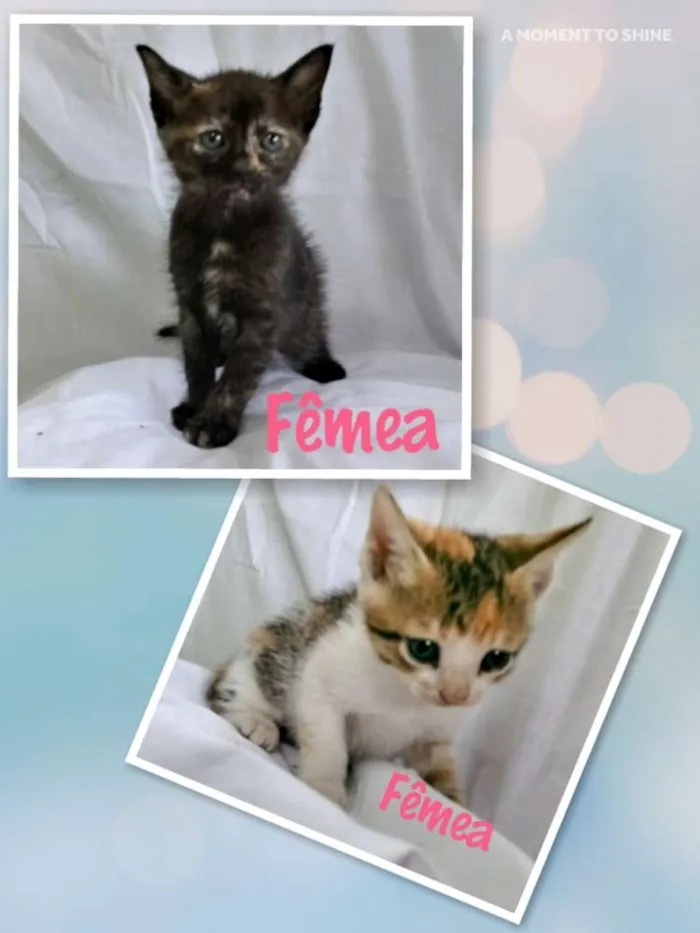 Gato ra a SRD idade Abaixo de 2 meses nome Ainda não têm nome