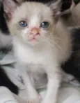 Dudu e Chico 