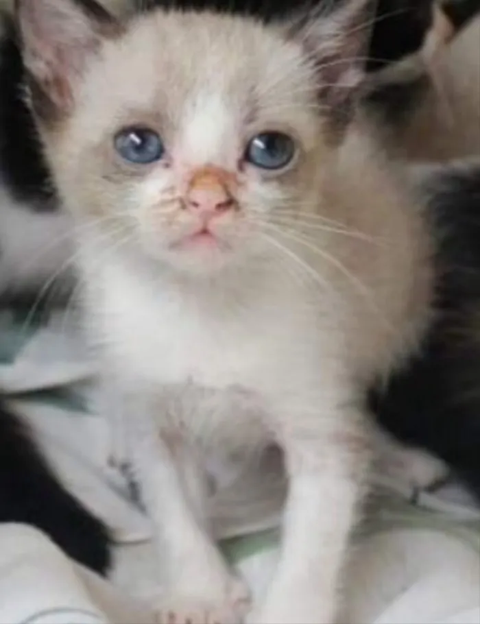 Gato ra a SRD  idade Abaixo de 2 meses nome Dudu e Chico 