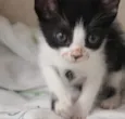 Dudu e Chico 