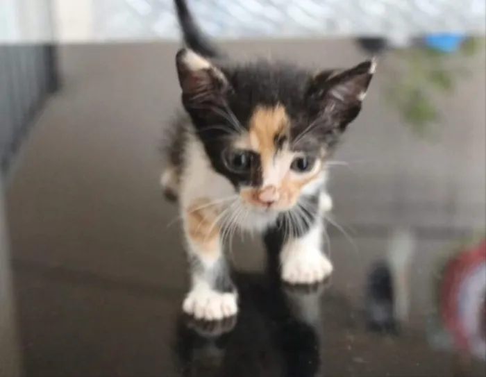 Gato ra a SRD  idade Abaixo de 2 meses nome Safira e Jade 