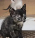 Safira e Jade 