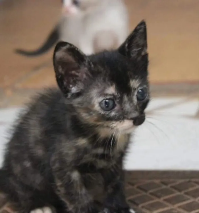 Gato ra a SRD  idade Abaixo de 2 meses nome Safira e Jade 