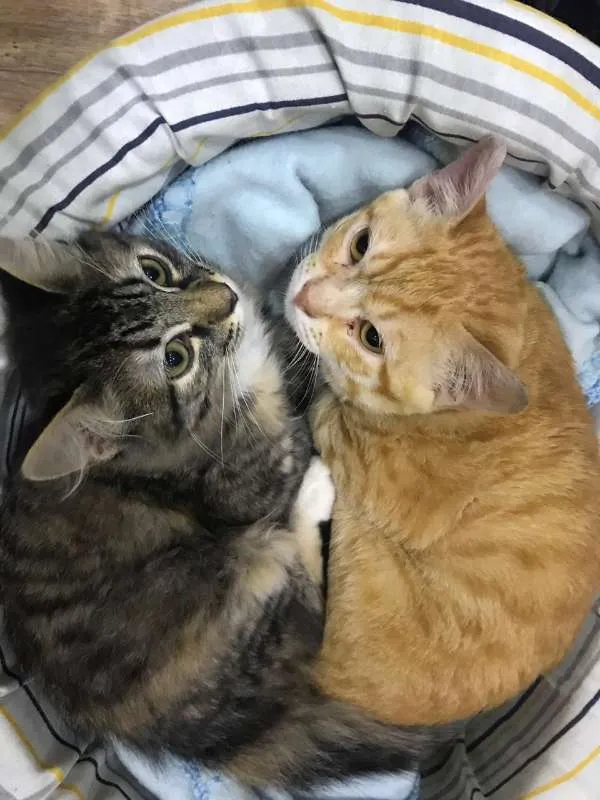 Gato ra a SRD idade 2 a 6 meses nome Sem nomes