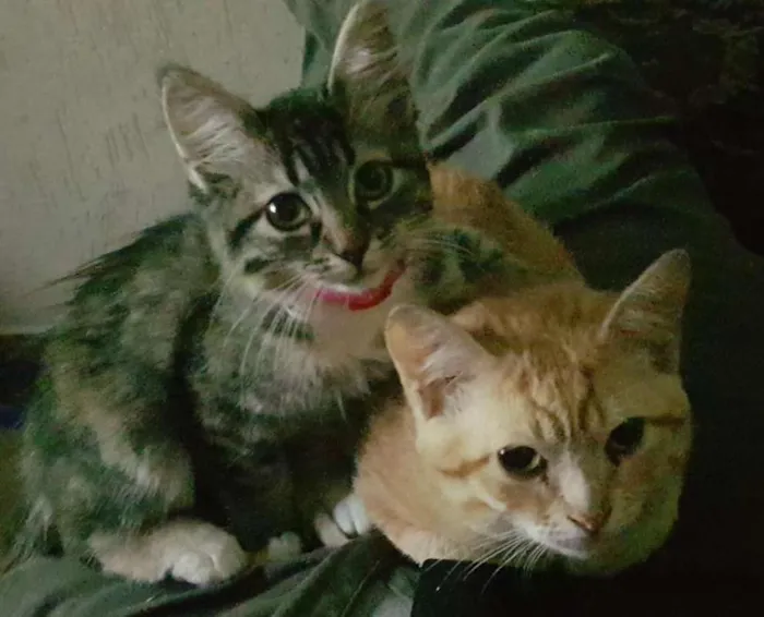 Gato ra a SRD idade 2 a 6 meses nome Sem nomes