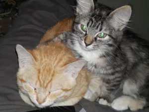 Gato raça SRD idade 2 a 6 meses nome Sem nomes