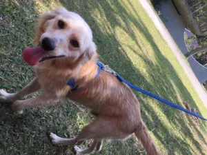 Cachorro raça SRD  idade 2 anos nome Costelinha