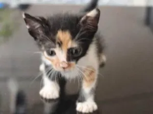 Gato raça SRD  idade Abaixo de 2 meses nome Safira e Jade 