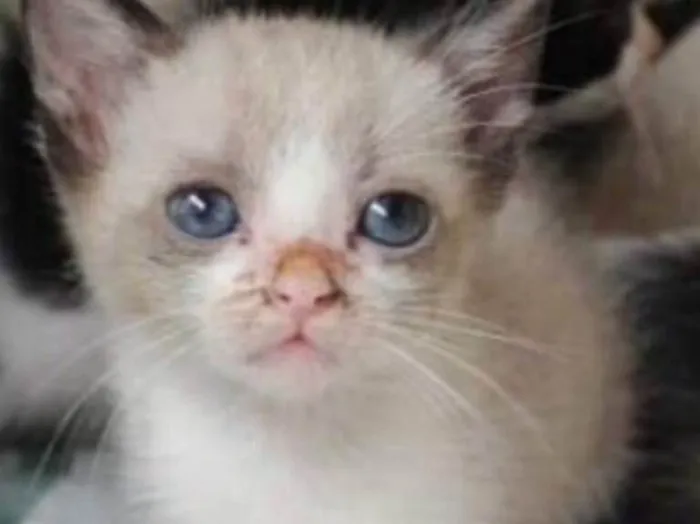 Gato ra a SRD  idade Abaixo de 2 meses nome Dudu e Chico 