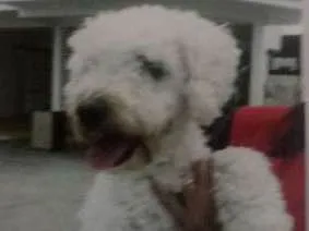 Cachorro ra a Poodle idade  nome Nao sei